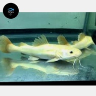 Bibit Ikan rtc albino sehat berkwalitas