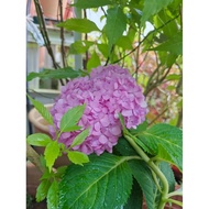 MKT - Hydrangea Macrophylla sapling / Anak Pokok Bunga Tiga Bulan / Pokok Bunga Siti Zubaidah Kampun