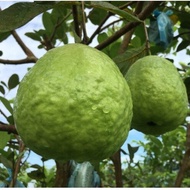 【Live Plant】Pokok Jambu batu 1kg lohan / Guava 1kg lohan tree / 罗汉番石榴树苗1kg 1.5ft