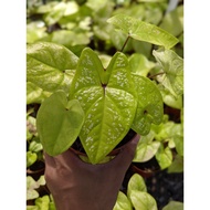 Caladium Lemon Lime - Non-Fussy House Plant