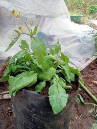 DAUN SAWI TANAH