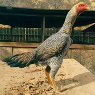 Telur ayam Chu/O Shamo Jepang /petarung Handal