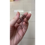 Icing Piping Nozzle Tip 853 one piece