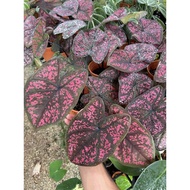 Caladium Darth Maul/ready stock