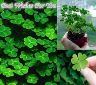 Malaysia Ready Stock Lucky 50pcs Green Four Leaf Clover Grass Seeds Decoration Grow Your Own Luck Interest Indoor Bonsai Flower Seed Gardening Home Garden Planting Decoration Flower Seeds Live Plants Air Plant Seed Benih Tree Pokok Bunga Gardening Deco