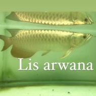 arwana golden crossback 24k GH gold head malaysia