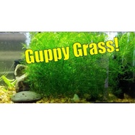 Assorted Grass Plants for Guppy