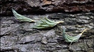 空氣草 Tillandsia hilaireana