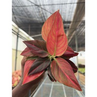 Aglaonema Red Vein Rare