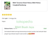 |BEST| YK7 Bibit Tanaman Buah Matoa-Bibit Matoa Cangkok/Sambung