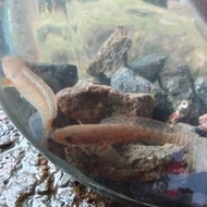ikan hias channa limbata ukuran 3-5 cm/channa limbata