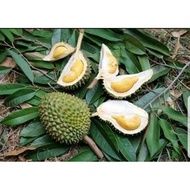 Pokok Durian Telor Buaya Hybrid 2-3 kaki
