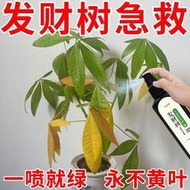 【有機肥】【花肥】【拯救】發財樹營養液 專用肥 黃葉落葉一噴綠生根促發芽盆栽液體肥