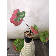 Sindo - Caladium Red Beret By Uchuy Live Plant P3L2DCGI7I