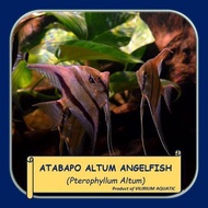 IKAN HIAS AIR TAWAR - ANGELFISH ALTUM ATABAPO / MANFISH ALTUM ATABAPO (WC)