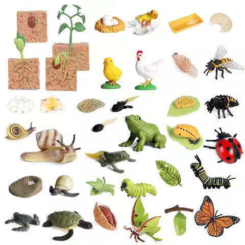 Simulation Life Cycle Animals Model Insect Plant Growth Cycle Biology Science Educational Ornament O