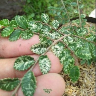 Tanaman hulmus varigata - ulmus Parfivolia Variegata - Bahan Bonsai - Hebat Garden Store