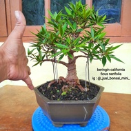 bonsai beringin california - ficus nerifolia 1