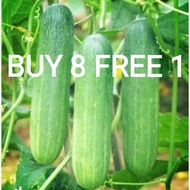 20pcs Biji Benih Timun Tangkak Cucumber Seeds