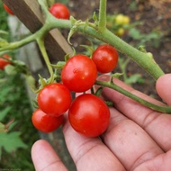 Tanaman tomat cherry / tomat ceri