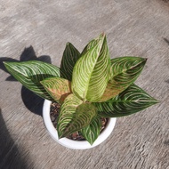 Aglaonema Golden Hope