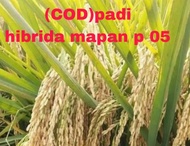 padi hibrida mapan p 05 berkualitas gabah bagus berisi beras putih 