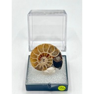 Madagascar Ammonite Fossil 970