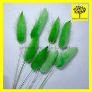 dried candy colour lagurus rabbit tail bunga kering warna import asli - green