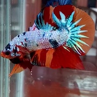 CUPANG MALE KOI FANCY SOLID AVATAR EMERALD NEMO GRADE 200K (CONTOH)