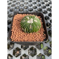 Stenocactus multicostatus 多棱玉 cactus succulent