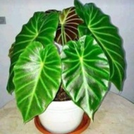 Alocasia vivipara, jacklyn real live plant