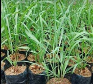 Citronella (Herbal Plant) with FREE garden soil. Real Plants not Seeds / Outdoor Plant / Plants for 