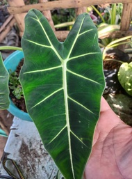 ALOCASIA FRYDEK ALOCASIA ALBO - INDOOR OR OUTDOOR PLANT - REAL OR LIVE PLANTS - WITH STABLE ROOTS