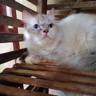 british longhair kucing