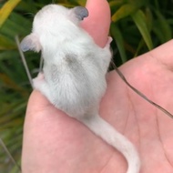 Sugar glider platinum mozaik