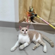 Kitten BSH mix Persia 9bulan