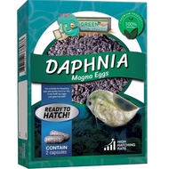 daphnia magna eggs for hatching