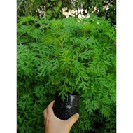 Live plant 乌蓝皇帝 Pokok Ulam Raja Hidup  | Cosmos Caudatus | Pokok Herba Hidup | Herb Plant