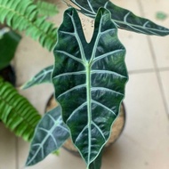 tanaman hias keladi amazon - alocasia amazonica - tanaman keladi hias