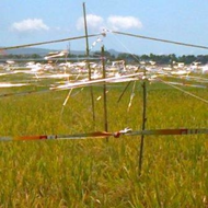 TERMURAH 1ROL  TALI PERAK  SAWAH PERTANIAN PENGUSIR BURUNG TERLARIS -+800 meter 1 KG