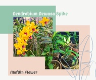 Anggrek Dendrobium Dewasa Spike