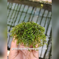 Weping wabikusa-mos aquascape Plant