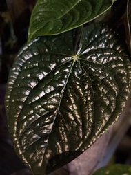Anthurium luxurians 奢華花燭