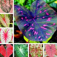 Graceful 100pcs Mixed Colour Caladium Seeds 100Pcs/Bag Seeds Rare Rainbow Aloe Succulent Plants Perennial Home Spring Anti-Radiation