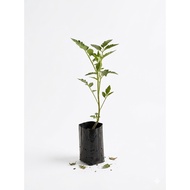 Pokok Cherry Tomato Live Plant | Cherry Tomato Plant | Tomato Ceri | Solanum lycopersicum | Pokok To