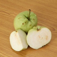 Anak Pokok Jambu Batu Tiada Biji / Guava Seedless