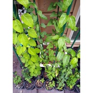 Giang leaf plant seeds, pack of 7 seeds