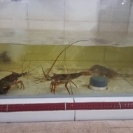 [ COD ] Baby lobster hidup MURAH