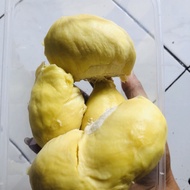 Durian duren montong bali lokal kane utuh matang