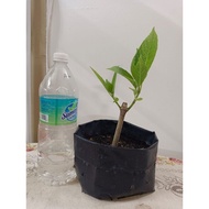 Pokok Ketum Ayam - anak pokok -pokok ketum ayam asli -ready stock